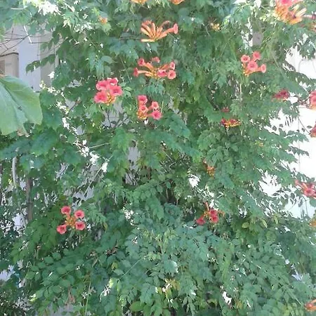 Vila Laguna Paradis Gazde/Camere de închiriat *